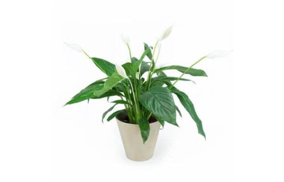 L'Agitateur Floral | Image principale Spathiphyllum "Fleur de Lune"