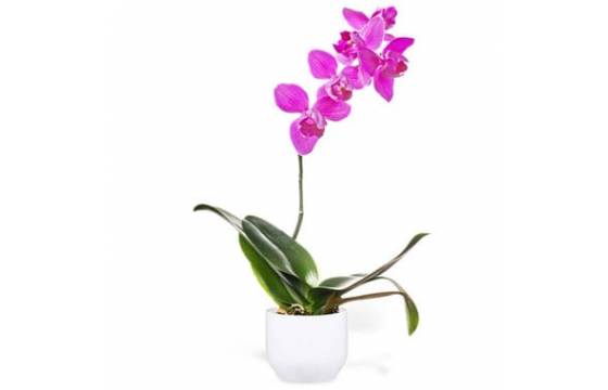 Orchidée Rose Mauve une branche | Livraison de plantes à domicile -  L'agitateur floral