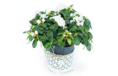 Agitateur Floral | Azalée blanche avec décoration