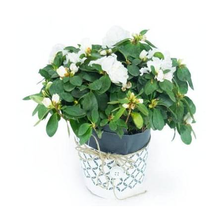Agitateur Floral | Azalée blanche avec décoration