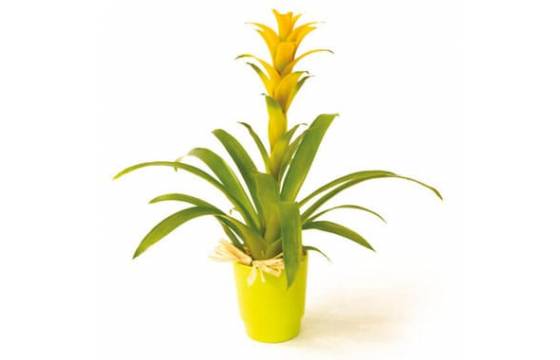 L'Agitateur Floral | image de la plante verte et fleurie Nana le guzmania