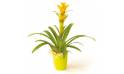 L'Agitateur Floral | image de la plante verte et fleurie Nana le guzmania