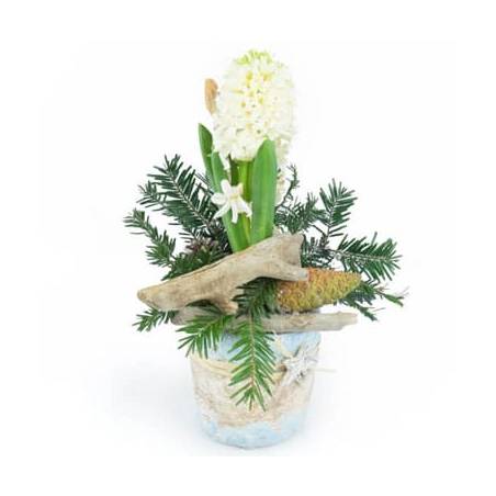 Jacinthe Blanche en pot & décorations | Livraison plantes de saison -  L'agitateur floral