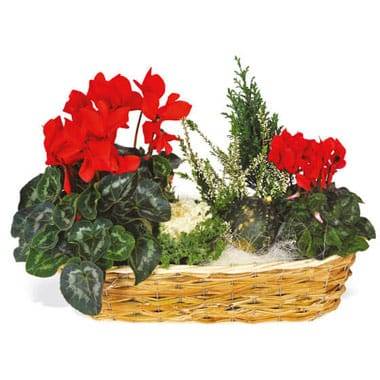 L'Agitateur Floral | image de la composition de plantes vertes & fleurie Etincelle