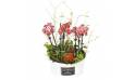 L'Agitateur Floral | image de la coupe de plantes lierres et orchidées Miss Eglandine