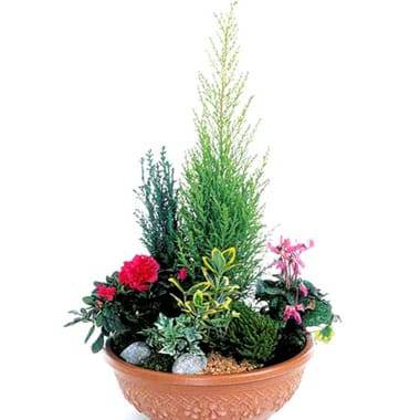 Coupe de plantes fuchsia & rouge Jardin d'Eden