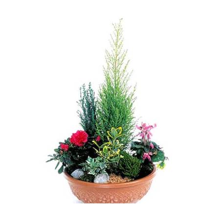 L'Agitateur Floral | image de la coupe de plantes fuchsia & rouge Jardin d'Eden