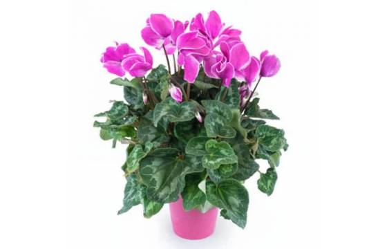 Agitateur Floral | Plante d'extérieur cyclamen rose