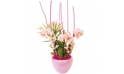 L'Agitateur Floral | image de la Coupe de minis Orchidées Sweety