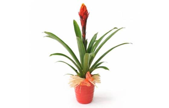 L'Agitateur Floral | image de la plante verte & fleurie Akira le Billbergia