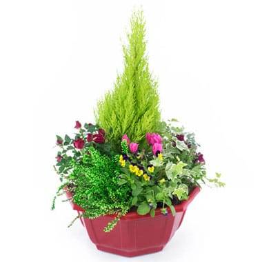 Coupe de plantes Tendre Pensée