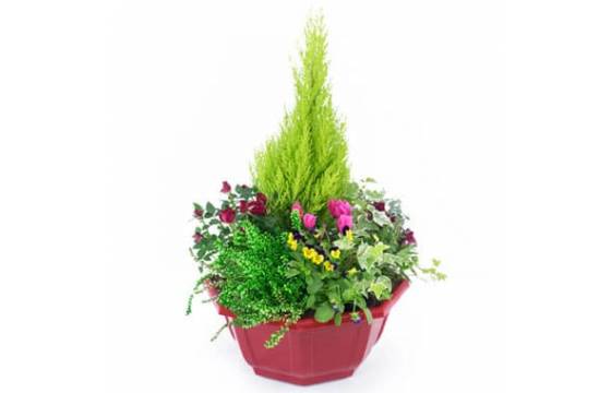 Coupe de plantes Tendre Pensée