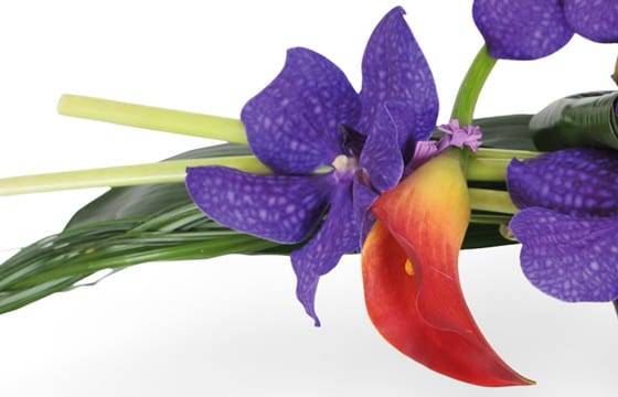 image des orchidée vanda mauve