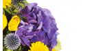 zoom sur un hortensia de couleur mauve