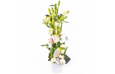 L'Agitateur Floral | Image de couverture composition florale blanche Meringue