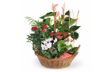 L'Agitateur Floral | image de la coupe de plantes vertes et fleuries la corbeille fleurie