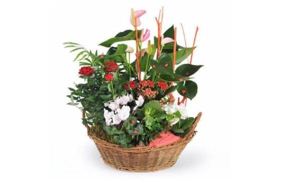 L'Agitateur Floral | image de la coupe de plantes vertes et fleuries la corbeille fleurie