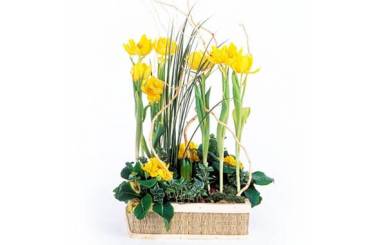L'Agitateur Floral | image de la Composition de plantes Narcisses au Vent