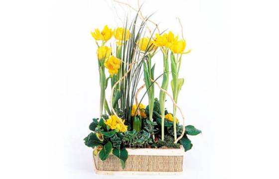 L'Agitateur Floral | image de la Composition de plantes Narcisses au Vent