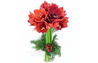 L'Agitateur Floral | image du Bouquet d'Amaryllis L'enchanteur