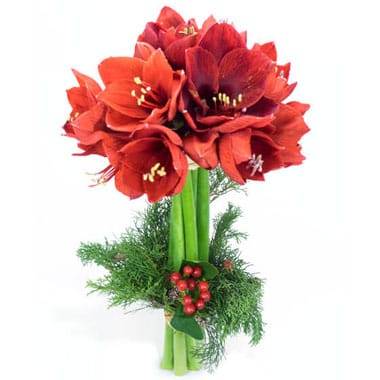Bouquet d'Amaryllis L'enchanteur