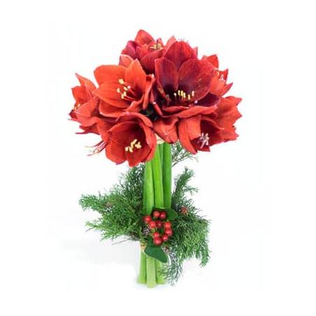 L'Agitateur Floral | image du Bouquet d'Amaryllis L'enchanteur