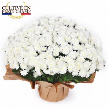 L'Agitateur Floral | image de la plante blanche pour la toussaint - Chrysanthème Multifleurs Blanc