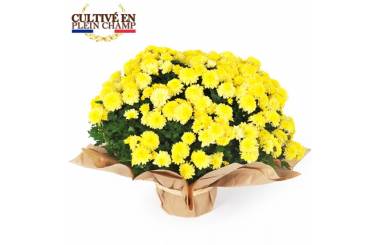 L'Agitateur Floral | Image principale Chrysanthème multifleurs jaune