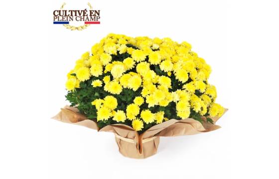 L'Agitateur Floral | Image principale Chrysanthème multifleurs jaune