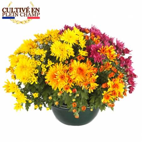 L'Agitateur Floral | Coupe de chrysanthème aux fleurs jaune orange et rose