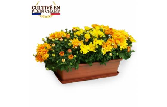 L'Agitateur Floral | Image principale Jardinière chrysanthème jaune orange