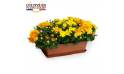 L'Agitateur Floral | Image principale Jardinière chrysanthème jaune orange