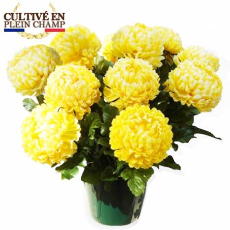 Livraison de chrysanthème boule jaune partout en France. - L'agitateur  floral