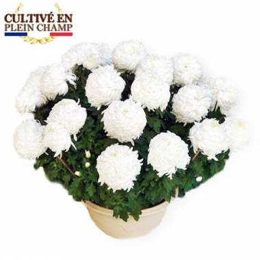 Chrysanthème Boule Blanc
