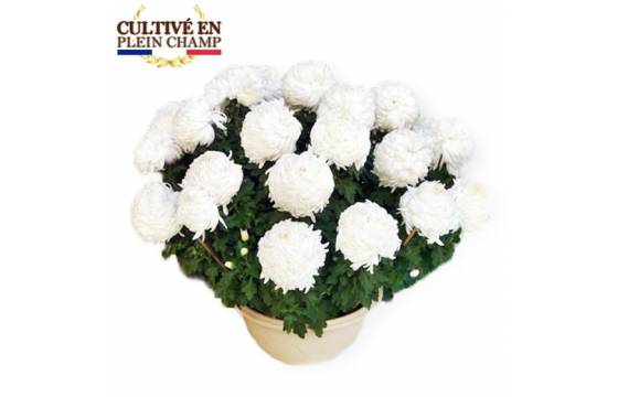 Agitateur Floral, Image chrysanthème Boule Blanc