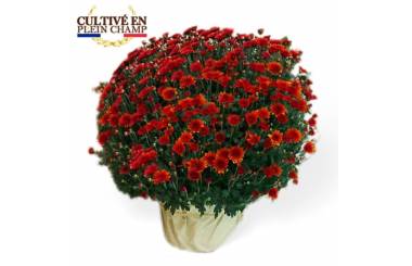L'Agitateur Floral | Image du Chrysanthème Multifleurs Rouge Orange
