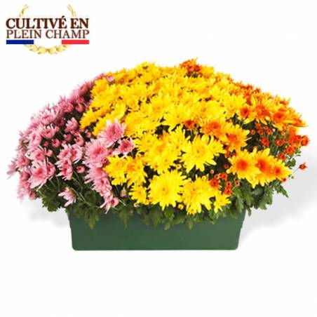 L'Agitateur Floral | Jardinière de Chrysanthèmes tons jaune orange et rose