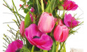 vue sur des tulipes et anémones rose de la composition Impérial