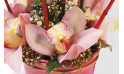 vue sur les orchidée de couleur rose