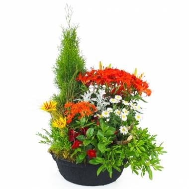 Image de la Grande coupe de plantes vertes & fleuries "Solis" | L'Agitateur Floral