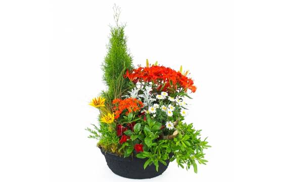 Image de la Grande coupe de plantes vertes & fleuries "Solis" | L'Agitateur Floral