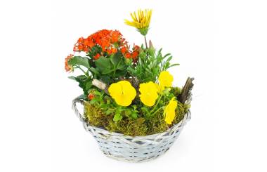 Image Assemblage de plantes "Primula" | L'Agitateur Floral