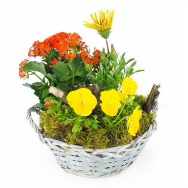 Image de fleur Coupe de plantes jaunes & orange Primula