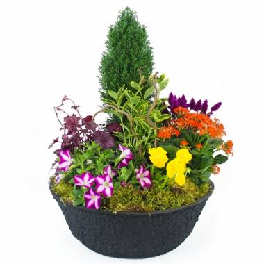 Image de la Coupe de plantes colorées "Gaudium" | L'Agitateur Floral