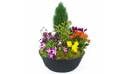 Image de la Coupe de plantes colorées "Gaudium" | L'Agitateur Floral
