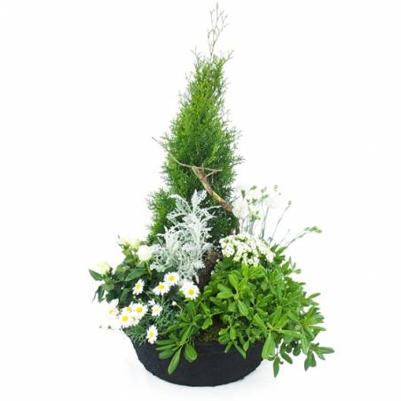 Image Grand assemblage de plantes "Caelum" | L'Agitateur Floral