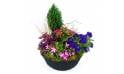 Image de la Composition de plantes rose & bleue "Plantae" | L'Agitateur Floral