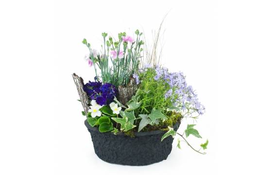 Image de la Composition de plantes mauve & bleue "Dulcis" | L'Agitateur Floral