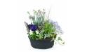 Image de la Composition de plantes mauve & bleue "Dulcis" | L'Agitateur Floral