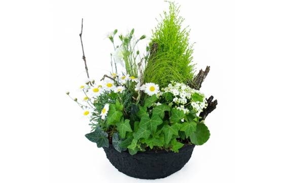 Image de la Composition de plantes blanches "Chamomilla" | L'Agitateur Floral